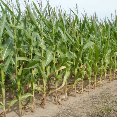 Agriculture